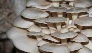 平菇生长需要哪些条件 平菇生长周期是多长时间