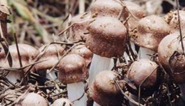 草菇虫害主要有哪些，草菇虫害防治方法