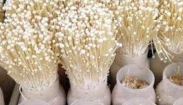 金针菇再生栽培法 金针菇如何再生栽培