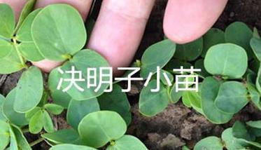 决明子种植时间和方法 决明子种植技术