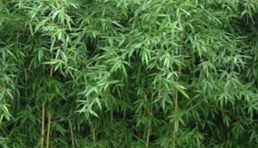 竹子的种类有哪些