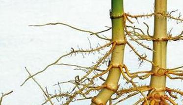 毛竹竹鞭的生长特性