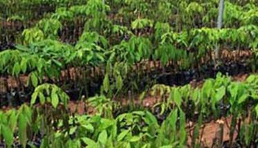 橡胶树种植技术及施肥需注意哪些 橡胶树种植技术与管理方法