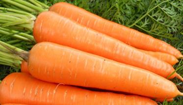 胡萝卜的功效与作用与主治 胡萝卜的功效与作用