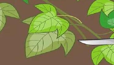 早春西葫芦如何栽培 早春西葫芦种植技术
