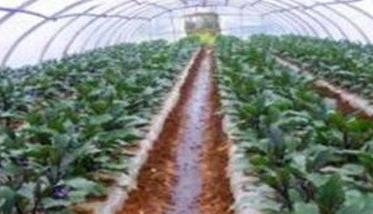 冬季怎样种植大棚茄子 冬季大棚茄子栽培技术与管理
