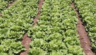 种植生菜如何施肥 种植生菜施肥时间
