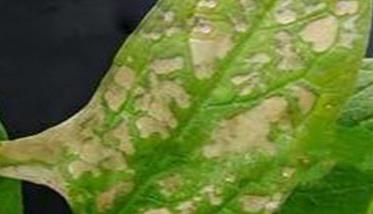 菠菜斑点病有哪些特征 菠菜起斑怎么处理