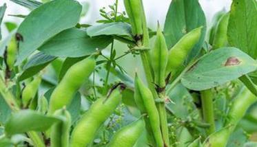 蚕豆生长期约多少天 蚕豆生长时间多长