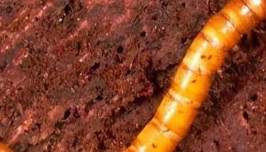 丝瓜沟金针虫有什么危害，怎么防治沟金针虫？