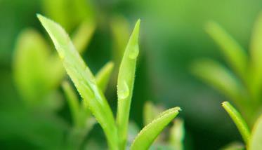 茶树种植中茶芽瘿蚊的防控技术 茶芽枯病的防治方法
