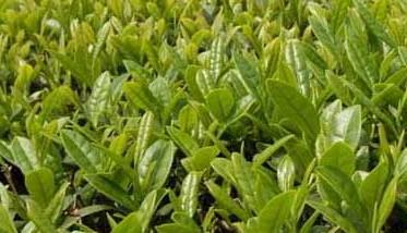 茶园农药的合理使用方法 怎么避免茶叶农药