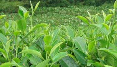 茶树育种品质鉴定方法 如何鉴定茶树
