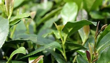 茶园抗旱保苗的应对措施 茶苗的栽培技术和管理