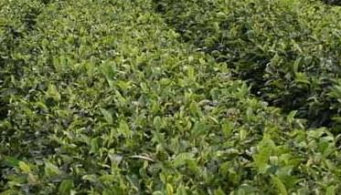 苦丁茶高产栽培技术 苦丁茶种植