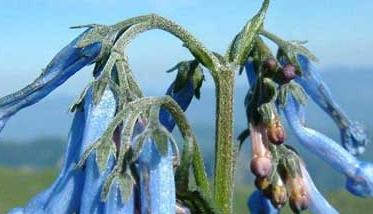 紫草的功效与作用 紫草的功效与作用的功能与主治