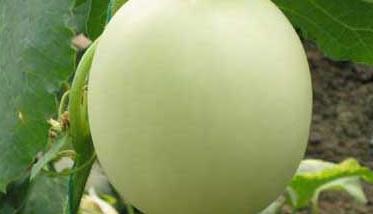香瓜的营养价值 绿宝石香瓜的营养价值