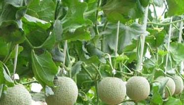 香瓜种植技术与管理 香瓜种植技术
