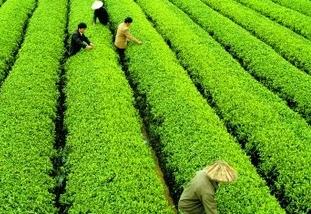发展茶叶产业给他带来了成功 茶叶对经济的贡献