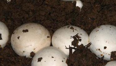 怎样培育蘑菇菌种 怎样培育蘑菇菌种视频教程