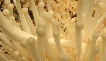 如何种植菌菇 如何种植菌菇教案