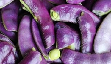 紫色扁豆的营养价值（紫扁豆的营养成分）