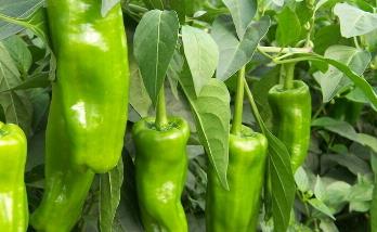青椒的生长环境要求是什么 青椒生长条件