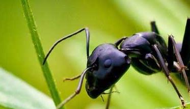 黑蚂蚁的营养价值及功效与作用图片 黑蚂蚁的营养价值及功效与作用