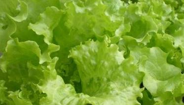 玻璃生菜怎么育苗 玻璃生菜的种植方法和技巧