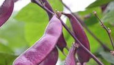 紫扁豆的功效与作用视频 紫扁豆的功效与作用