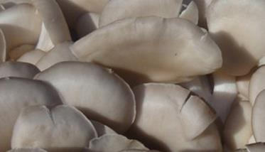 凤尾菇的功效与作用 凤尾菇的功效与作用禁忌及食用方法