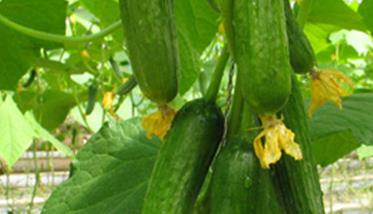 青瓜的营养价值和吃青瓜的好处区别 青瓜的营养价值和吃青瓜的好处