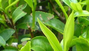 茶叶种植的条件 茶叶种植条件有哪些？