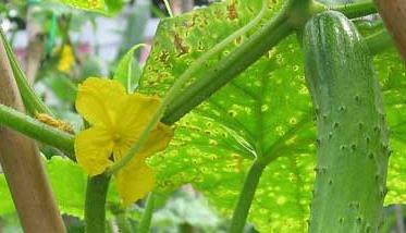 黄瓜的主要害虫及防治方法 黄瓜有哪些虫害，如何防治