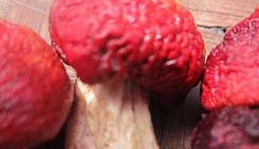 红菇的辨别方法 红菇怎么看