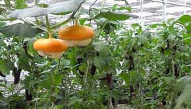 温室蔬菜冬季施肥十不宜 冬天蔬菜要不要施肥