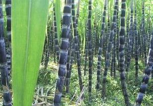 贵州册亨县甘蔗种植方法介绍 贵州甘蔗出产地