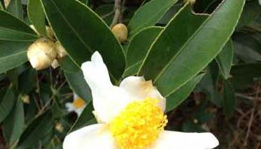 白茶树种植 白茶的种植技术