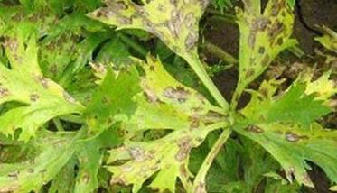 芹菜斑枯病如何防治 芹菜斑枯病的发病条件是什么