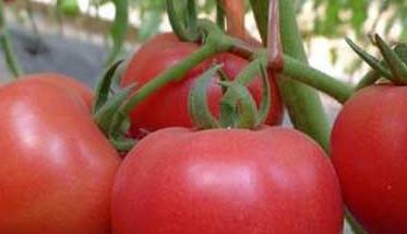 西红柿微量元素缺乏的症状 西红柿缺少微量元素的症状