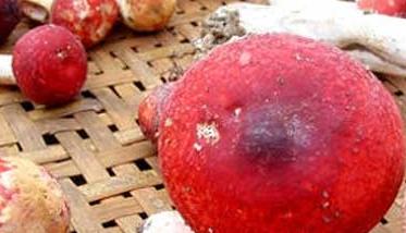 羊肚菌的功效与作用 红菇的功效与作用