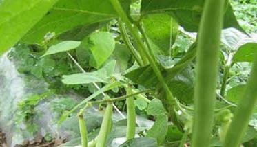 阳台种植四季豆的方法 四季豆怎么栽种