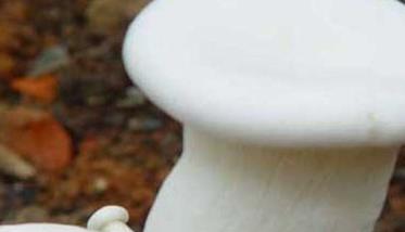 白灵菇如何种植（白灵菇如何种植和管理）