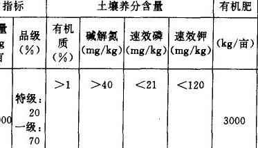 大蒜种植方法