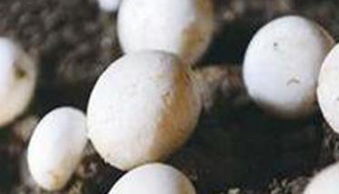 双孢菇露地种植技术
