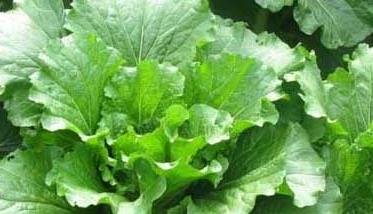 大白菜栽培技术和病虫害防治 大白菜栽培技术