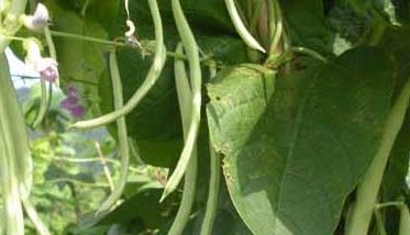 四季豆的种植时间 四季豆的种植时间和生长周期