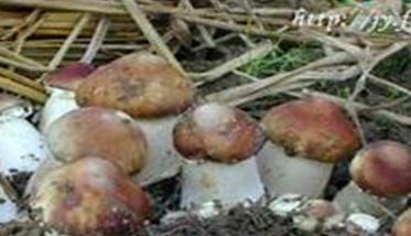 葡萄园间作大球盖菇栽培技术