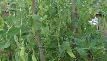荷兰豆的种植与管理技术要点 荷兰豆的种植和管理方法