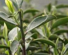 茶树主要病虫害有哪些呢 茶树主要病虫害有哪些